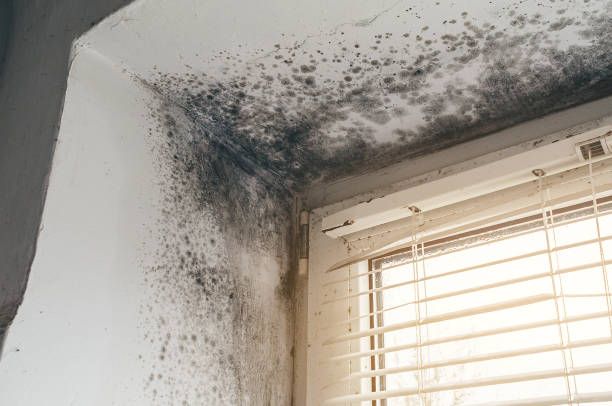 Trusted Basement Mold Remediation service in Gloucester City, NJ - Cheap Mold Removal